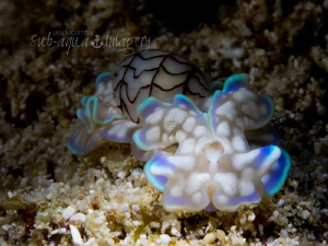 Headshield Bubble Shell Sea Slug - Micromelo undatus
Siq... by Jan Morton 